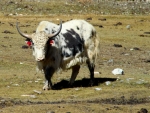 annapurna-circuit-103