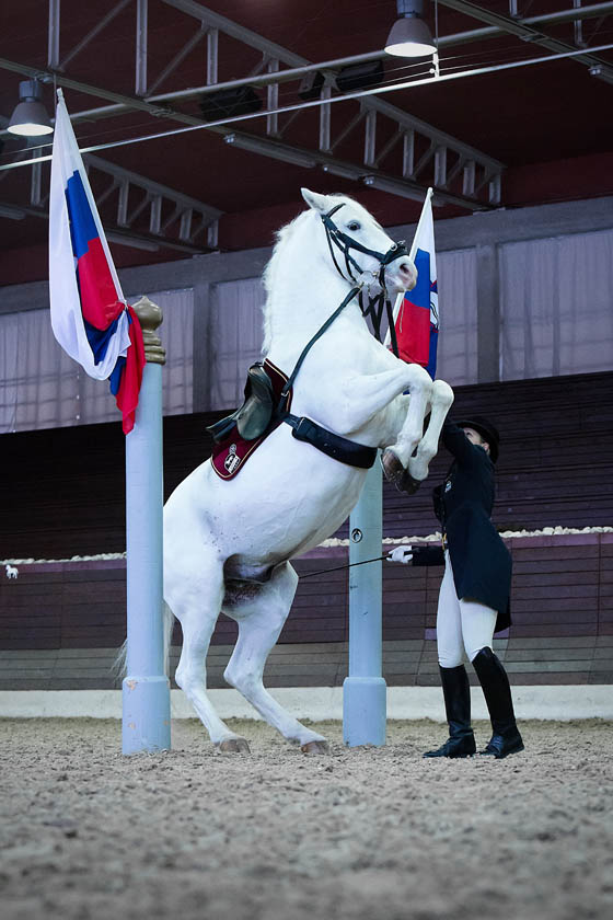 Lipizanner stallion performing pesade Foto: Ewald Willibald